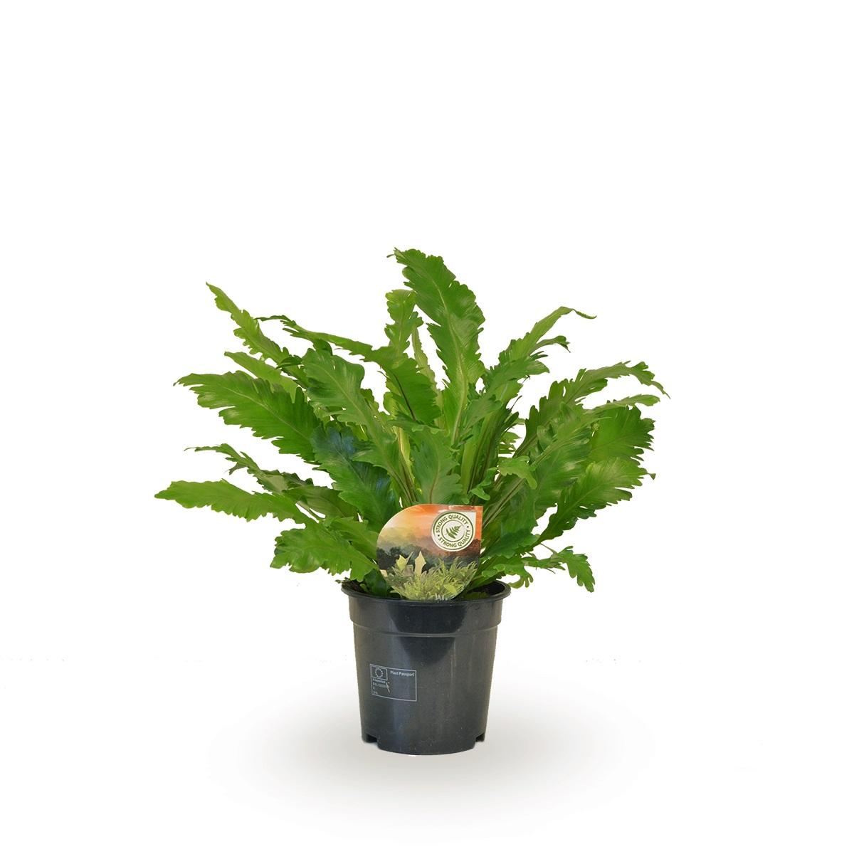 Plante d'intérieur - asplenium 'campio' 50.0cm