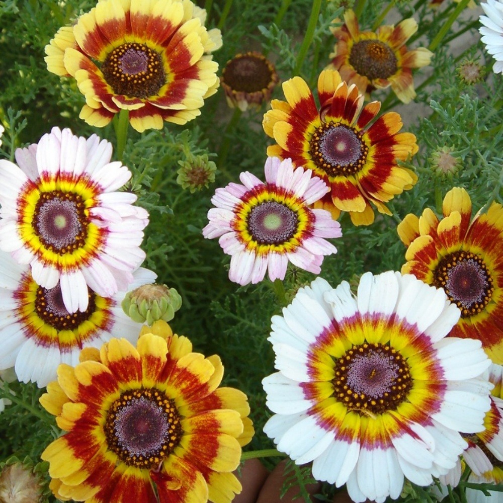 Graines de fleurs chrysantème annuel mixte, environ 400 graines par paquet, 5 paquets