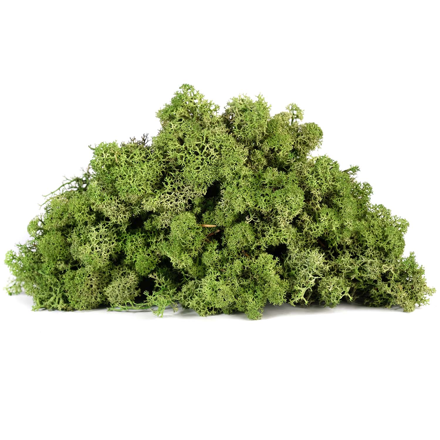 Lir/4070 lichen stabilisée vert olive box 4 kg