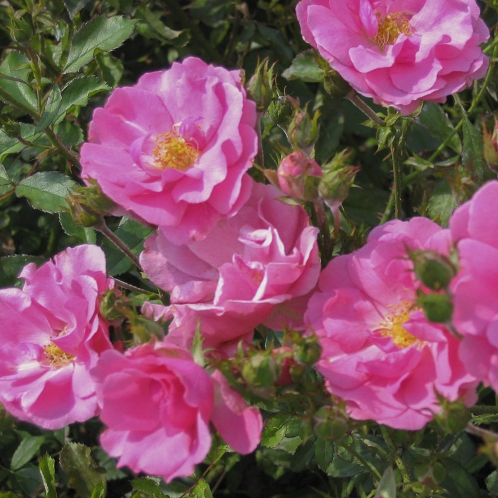 Rosier 'mirato' pot de 4l/5l