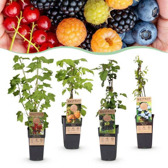 Myrtillier assortiment - pot 15 cm - hauteur 50 cm - plante d'extérieur