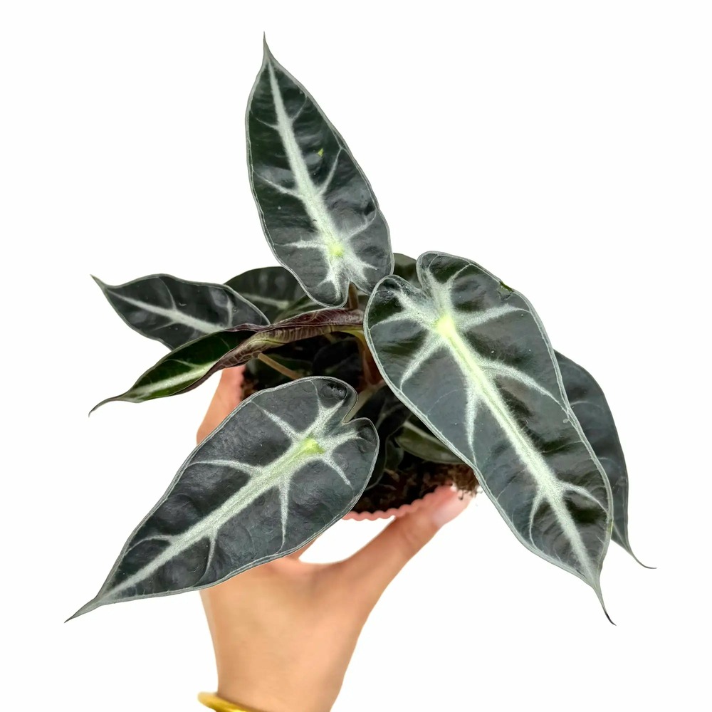 Alocasia bambino arrow - pot de 9cm