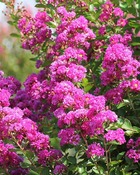 Lilas des indes lilas d'été violet d'été®, le pot / 1.3l / hauteur livrée 15-20cm