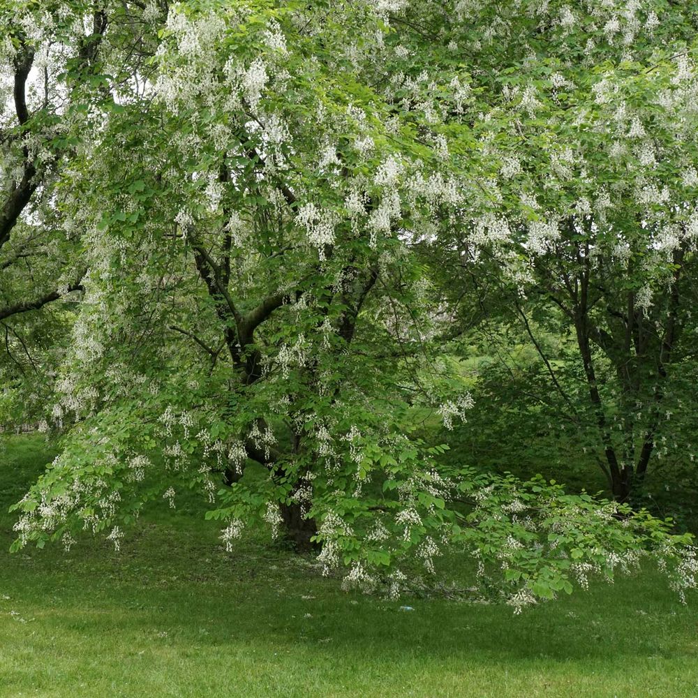 Virgilier à bois jaune pot de 3l/4l