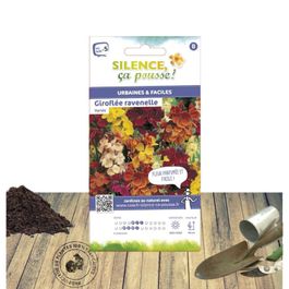 Giroflée Ravenelle - Fleuron d'anjou Giroflée Ravenelle - Fleuron d'anjou
