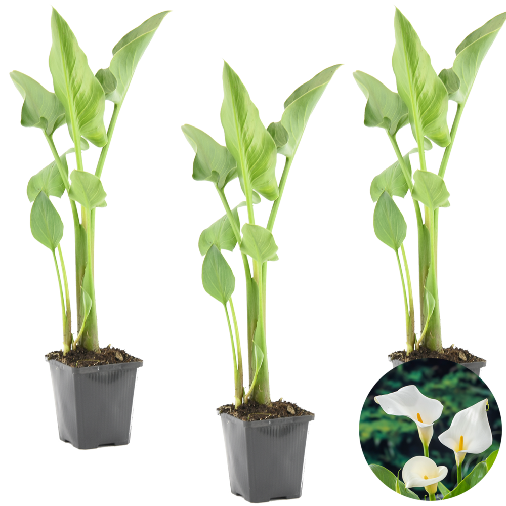 Lot de 3 - zantedeschia aethiopica - arum blanc - plantes de bassin - 10-20 cm de haut - pot 9 cm