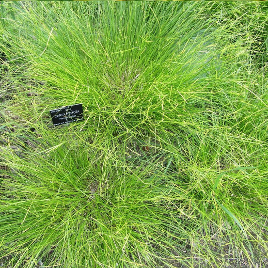 Laîche à épis espacés, carex godet - 5/20 cm
