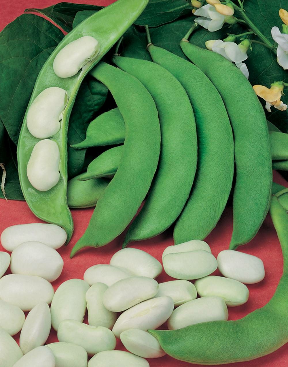 Haricot rames d espagne blanc - 150 g