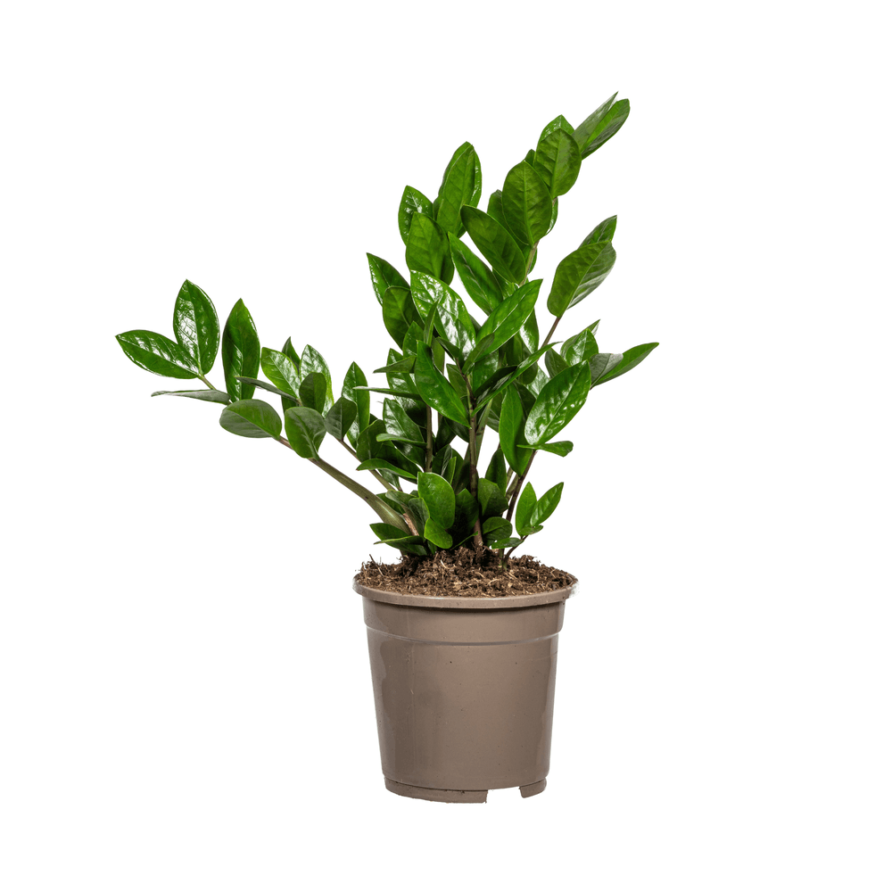 Zamioculcas zamiifolia ø17cm - ↕40-50cm - plantes d'intérieur