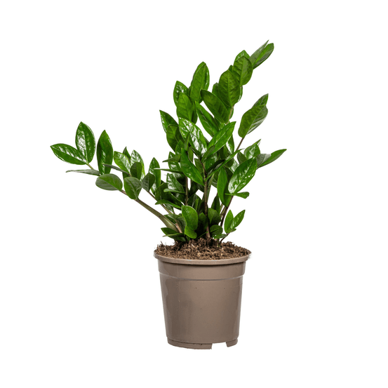Zamioculcas zamiifolia ø17cm - ↕40-50cm - plantes d'intérieur