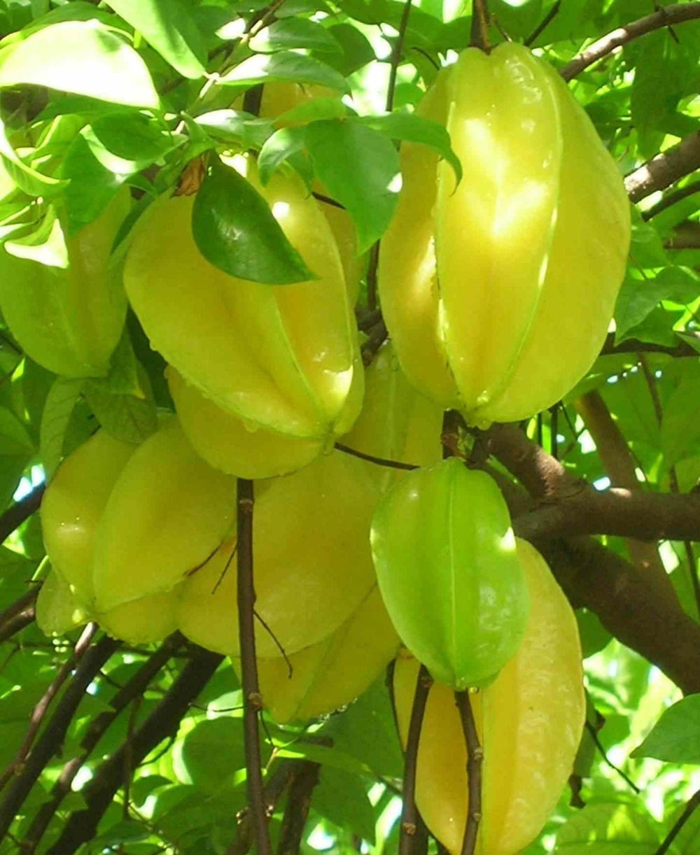 Averrhoa carambola (carambolier, carambole) pot de 20 litres -160/180cm