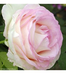 Rosier moderne 'moonstone' pot de 4l/5l