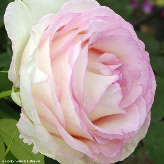 Rosier moderne 'moonstone' pot de 4l/5l