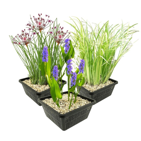 Plantes aquatiques 12 plantes aquatiques (3 variétés) - bassin complet