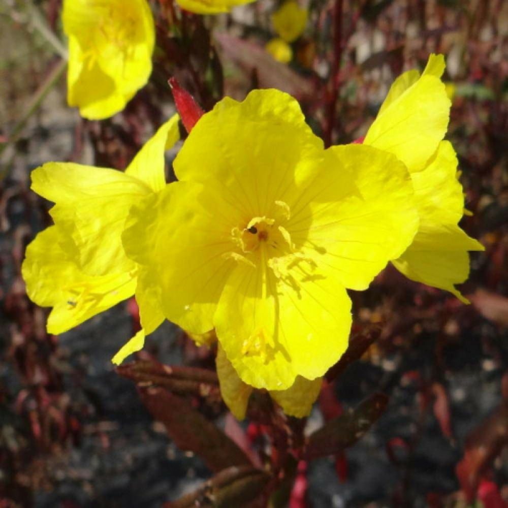 Onagre à feuillage pourpre sonnenwende godet - 5/20 cm