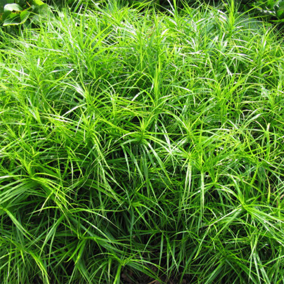 Laîche palmée godet de 8/9 cm