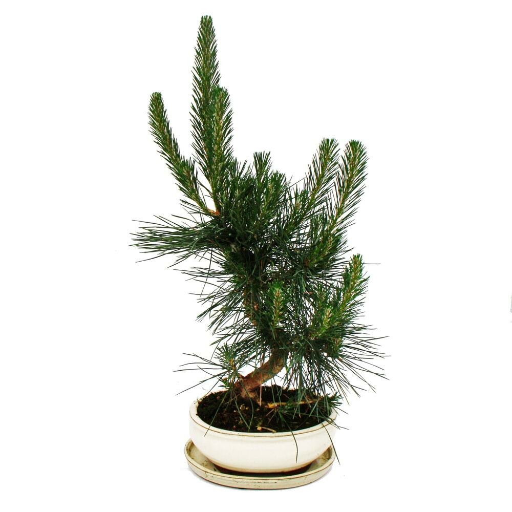 Bonsaï - pinus thunbergii - pin noir du japon - environ 19 ans