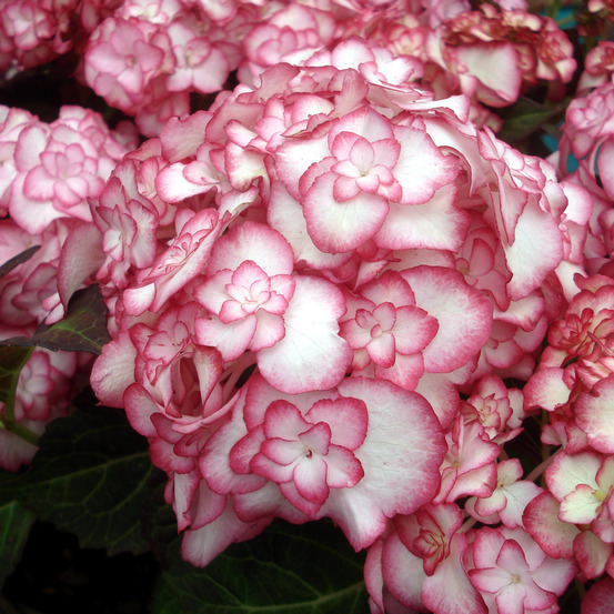 Hortensia 'miss saori' pot de 2l/3l