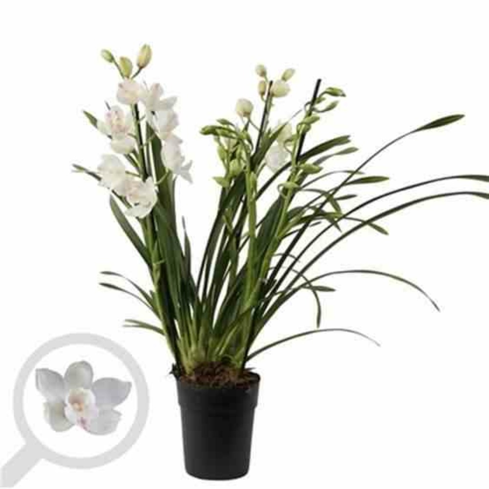 Cymbidium hybride blanche pot de 1 litre ? 60/80cm