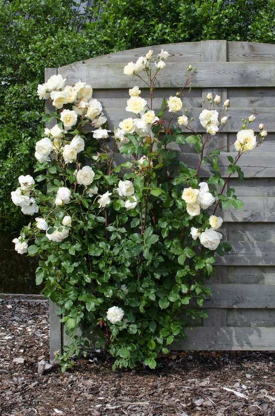 Lot de 3 - rosa crazy in love 'vanilla' - h65 cm - ø15 cm