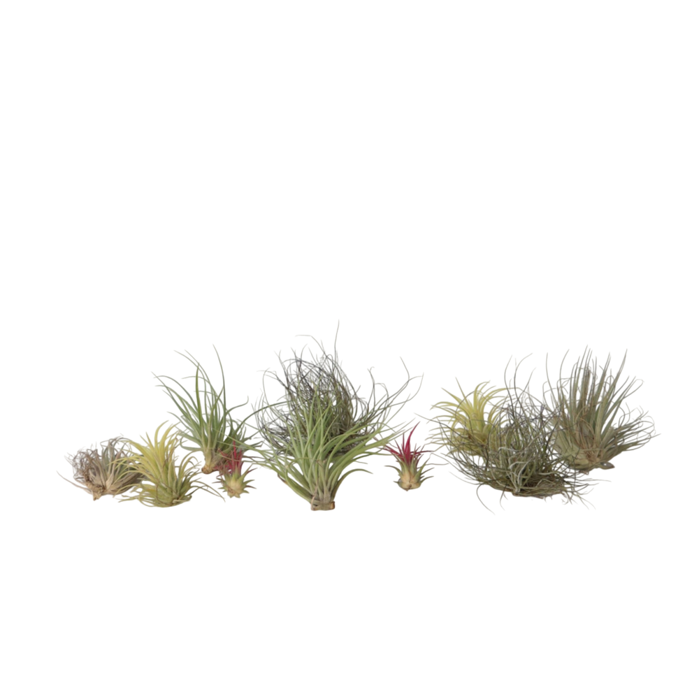Plante aérienne - set de 10 - tillandsia - hauteur 5-15cm - ⌀5cm