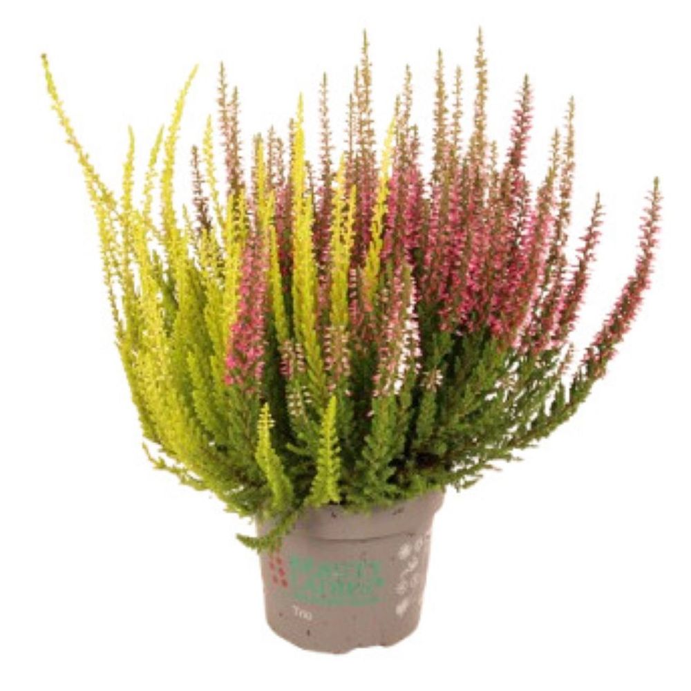 Bruyère calluna tricolore pot 10,5 cm
