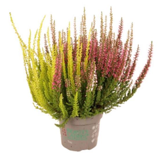 Bruyère calluna tricolore pot 10,5 cm