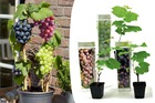 Plants de raisin - mélange de 3 - vitis vinifera - pot 9cm - hauteur 25-40cm