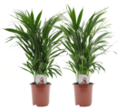 Dypsis lutescens - areca palmier d'or - set de 2 - pot 17cm - hauteur 60-70cm