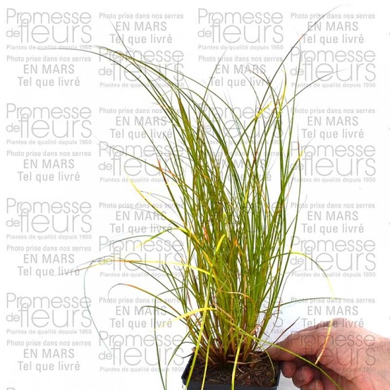 Laîche orange 'prairie fire' godet de 8/9 cm