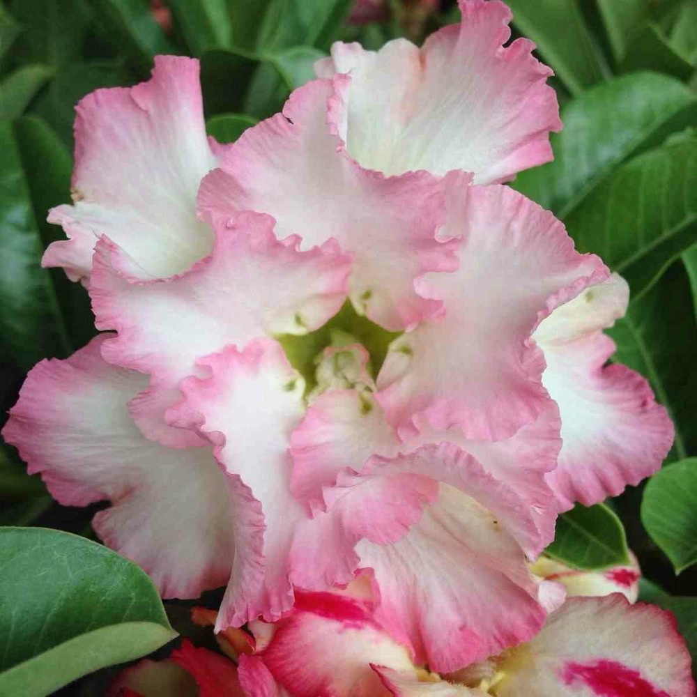 Adenium obesum cv.tarte pinky couleur floraison:blanc et rose - caudex d'environ 2000g 25/30cm très gros caudex