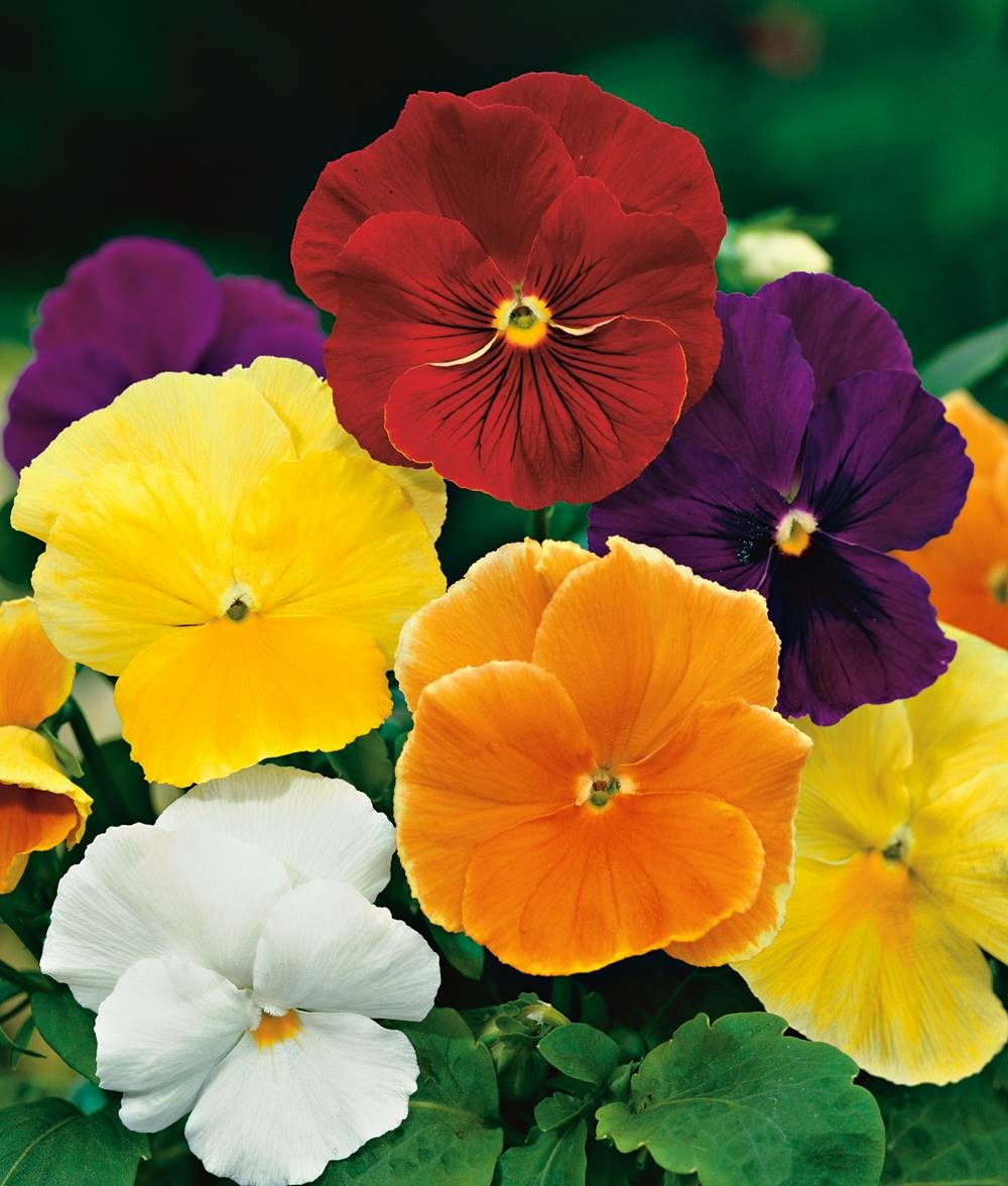 Melange pensees sans macules - lot de 6 godets