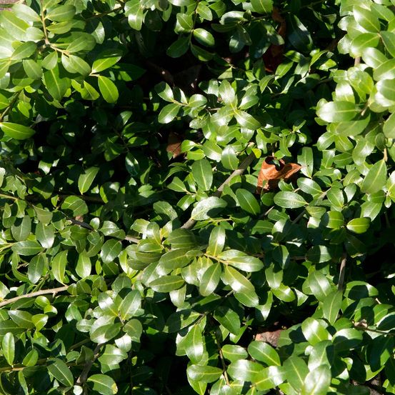 Houx crénelé 'green hedge' pot de 7,5l/10l