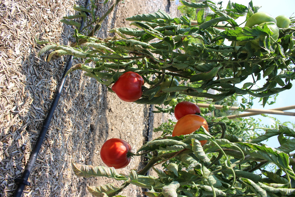 Plant de tomate allongée cœur de bœuf  pot 0,5 l