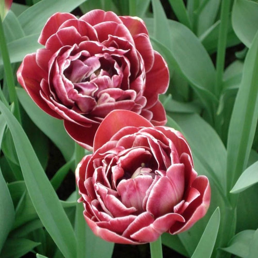 Tulipe 'dream touch' bulbe calibre 11+ (par 6)