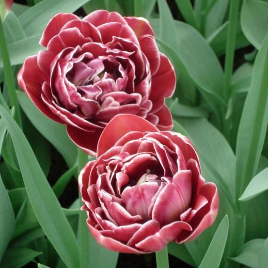 Tulipe 'dream touch' bulbe calibre 11+ (par 6)