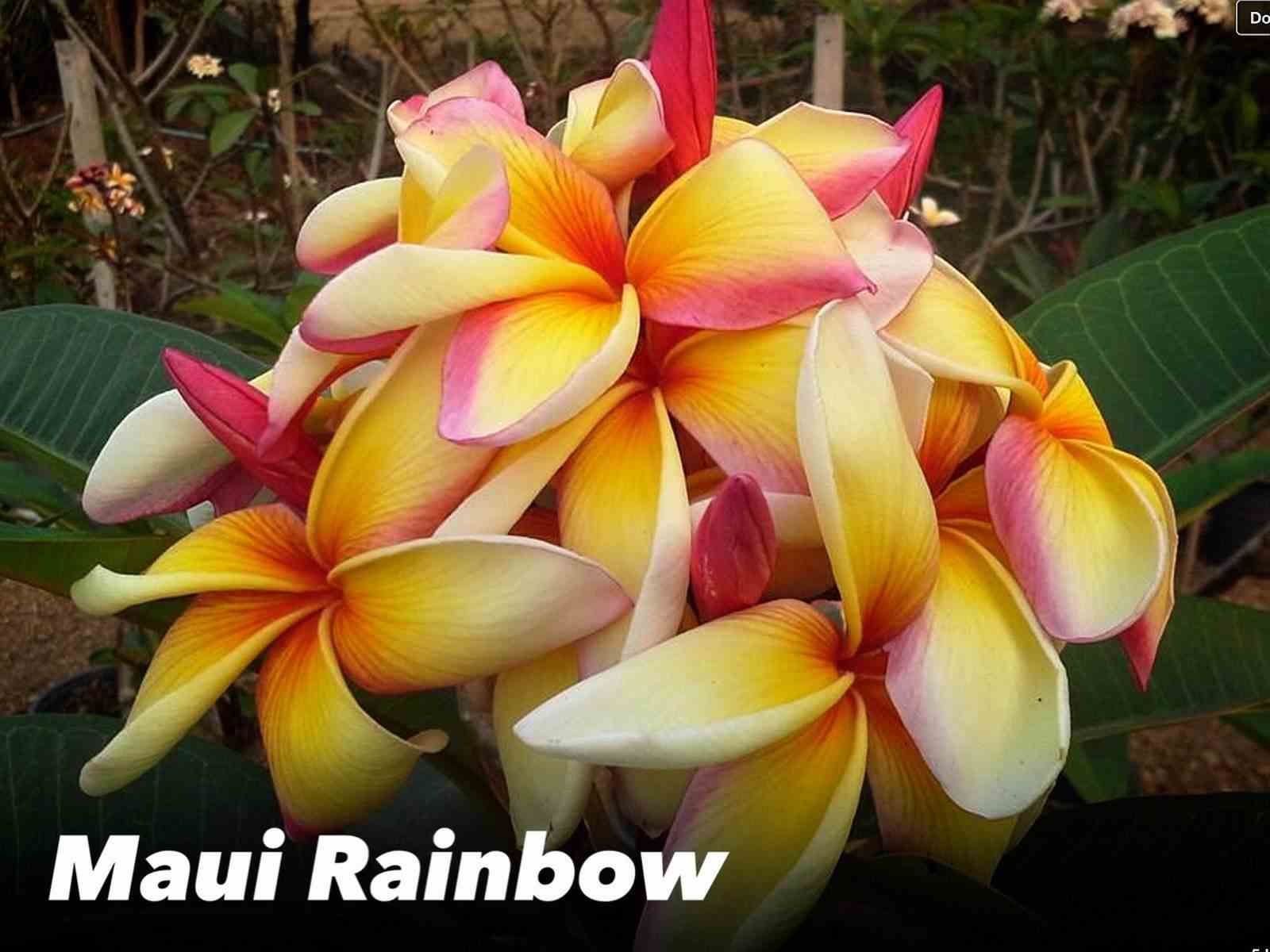 Plumeria rubra "maui rainbow" (frangipanier) taille pot de 2 litres ? 20/30 cm -   blanc/jaune/rose