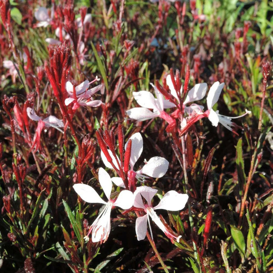 Gaura graceful light pink® godet - 5/20 cm