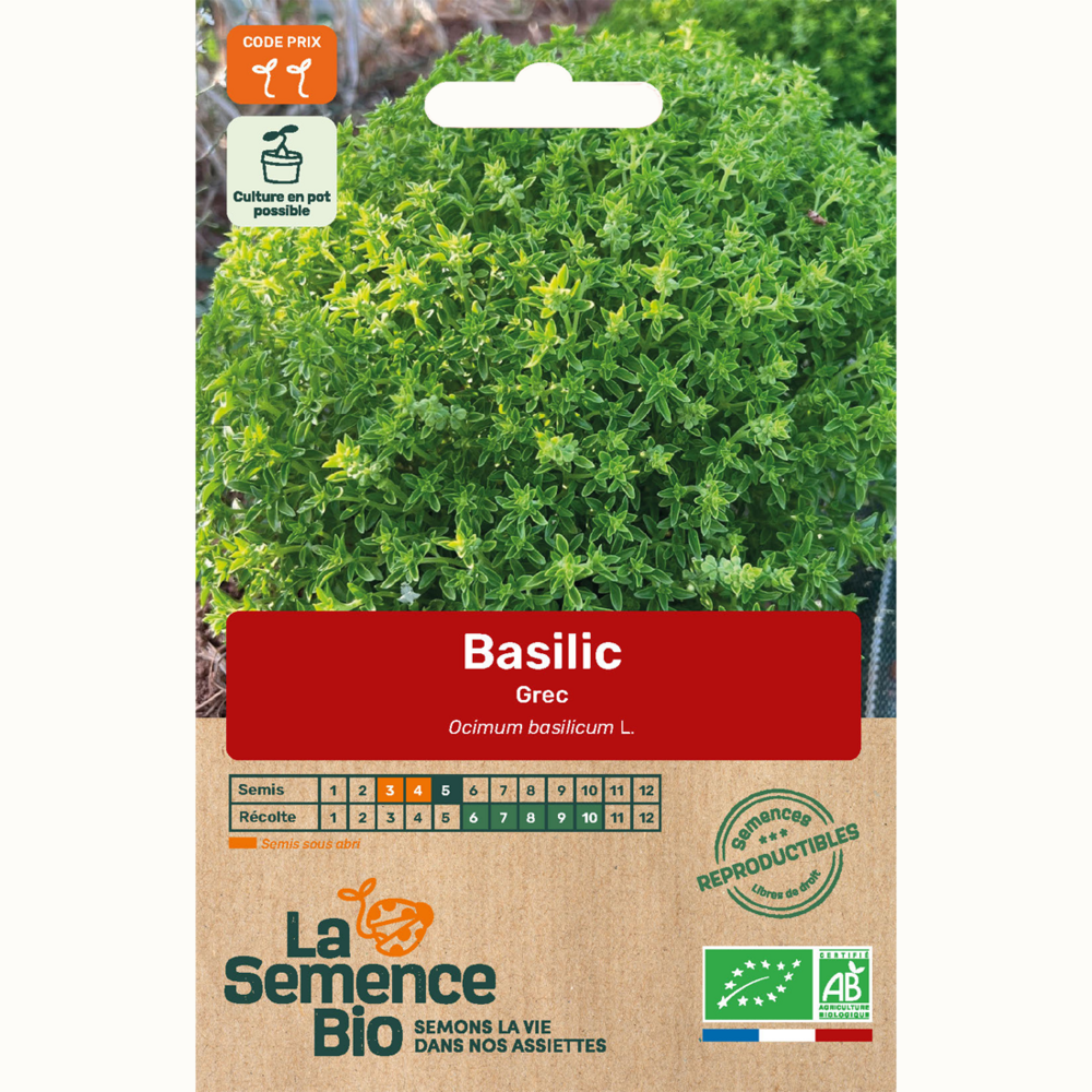 Basilic grec - graines bio