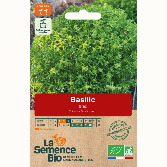 Basilic grec - graines bio
