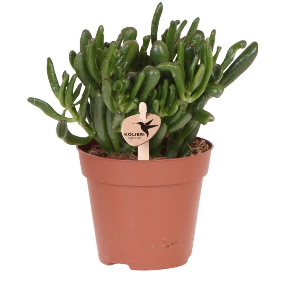 Succulente crassula hobbit - ø12cm - ↕26cm - plantes d'intérieur