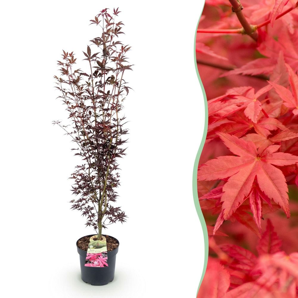 Érable du japon 'atropurpureum' - pot 26 cm - hauteur 90 cm