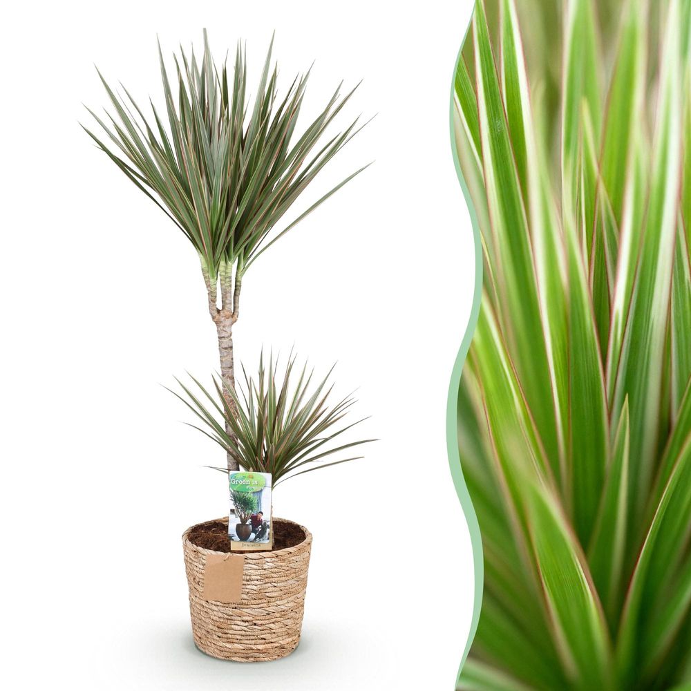 Dracaena marginata bicolor - plantes d'intérieur