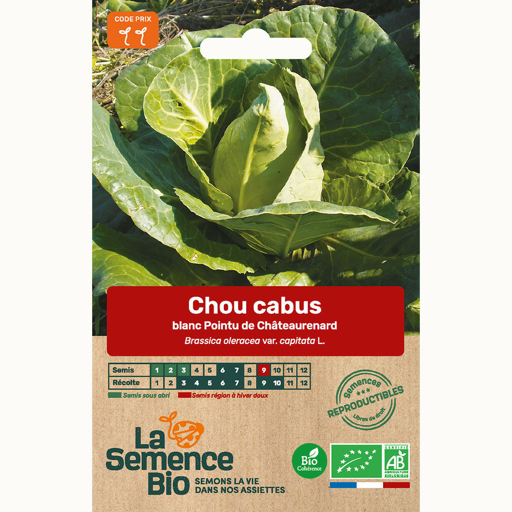 Chou cabus blanc pointu de châteaurenard - graines bio