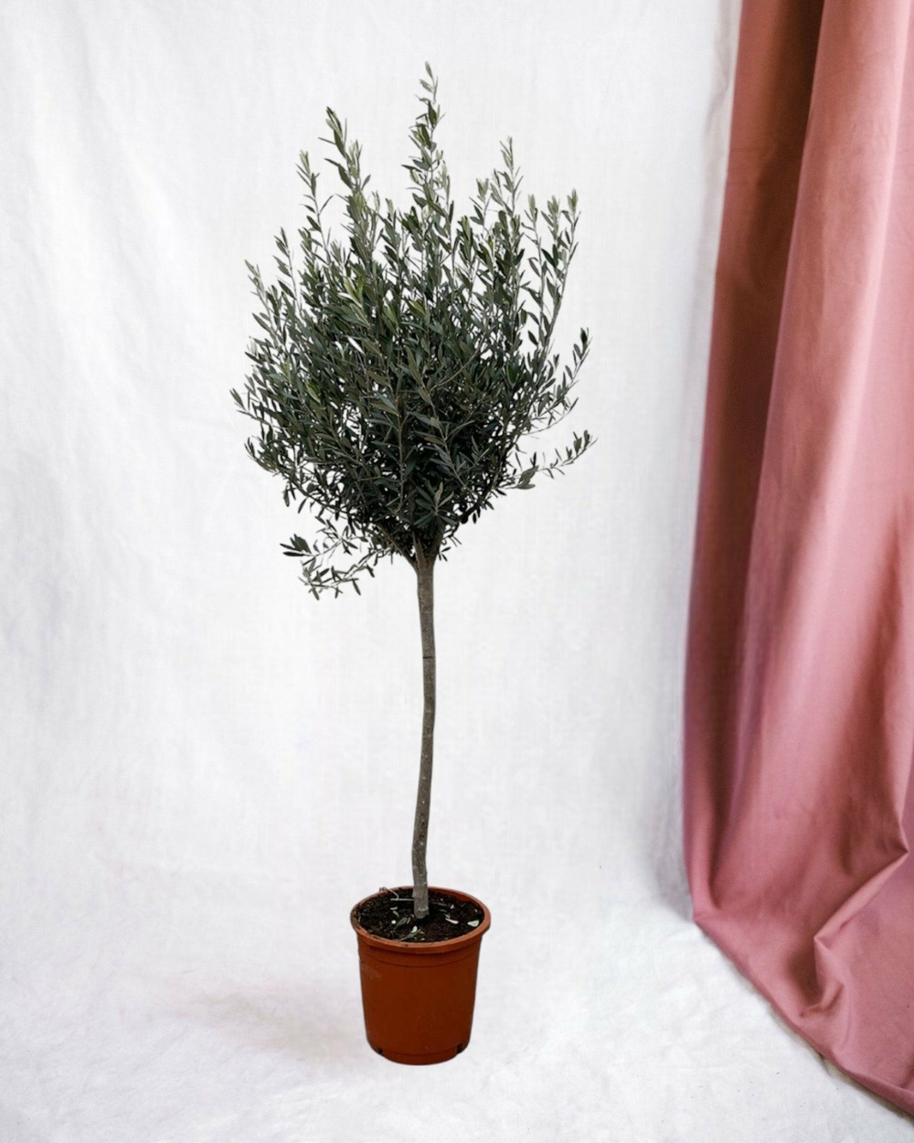 Olivier - olea europaea tronc 160cm - plante d'extérieur