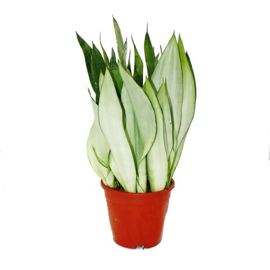 Sansevieria trifasciata