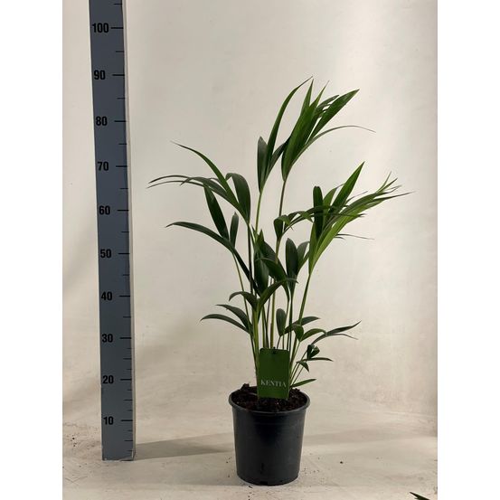 Howea forsteriana - h90 cm - ø19 cm