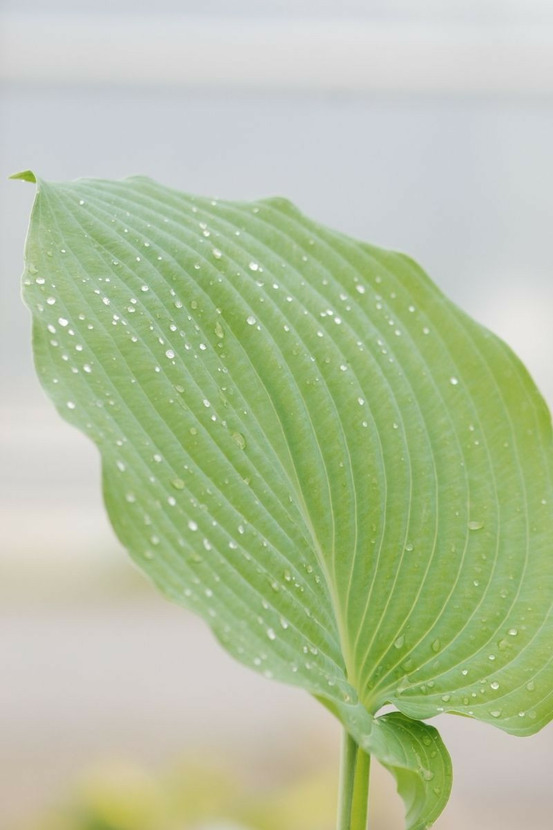 Hosta 'blue angel' - en pot de 1,3 litres