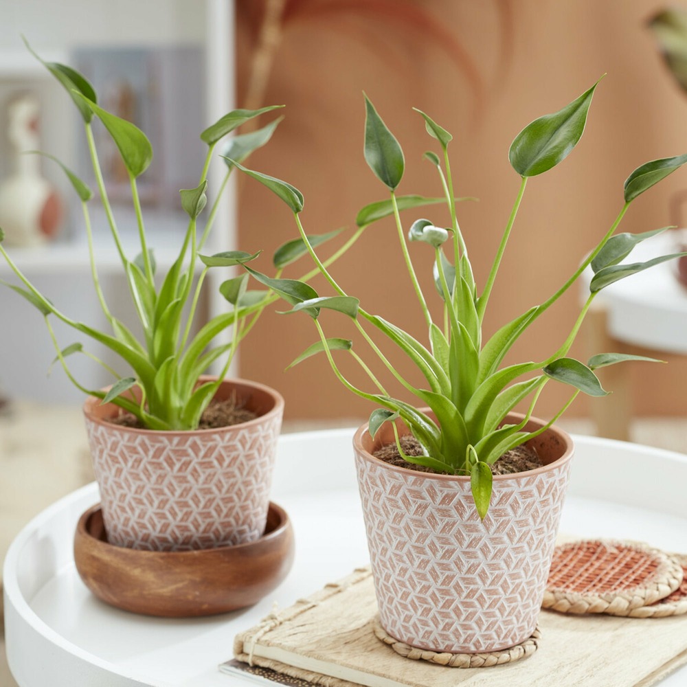 Alocasia tiny dancer - le pot / ø 12cm / hauteur livrée 20-30cm