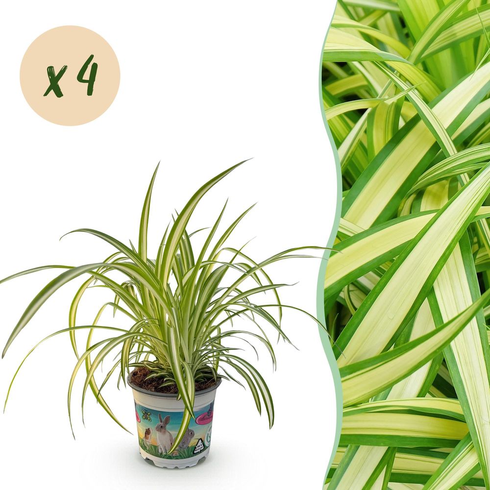 Chlorophytum comosum variegatum - pet-friendly - plante araignée - pot de 12cm - hauteur 20-30cm - plantes d'intérieur